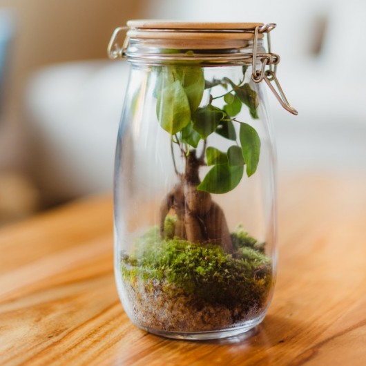 Mini terrarium bricolage avec bouchon en liège Terrarium de bureau fermé  250 ml Fittonia et mousse Jardin féerique -  Canada