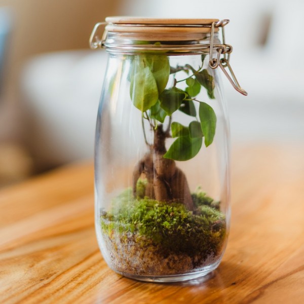 Terrarium Goutte - Ficus ginseng